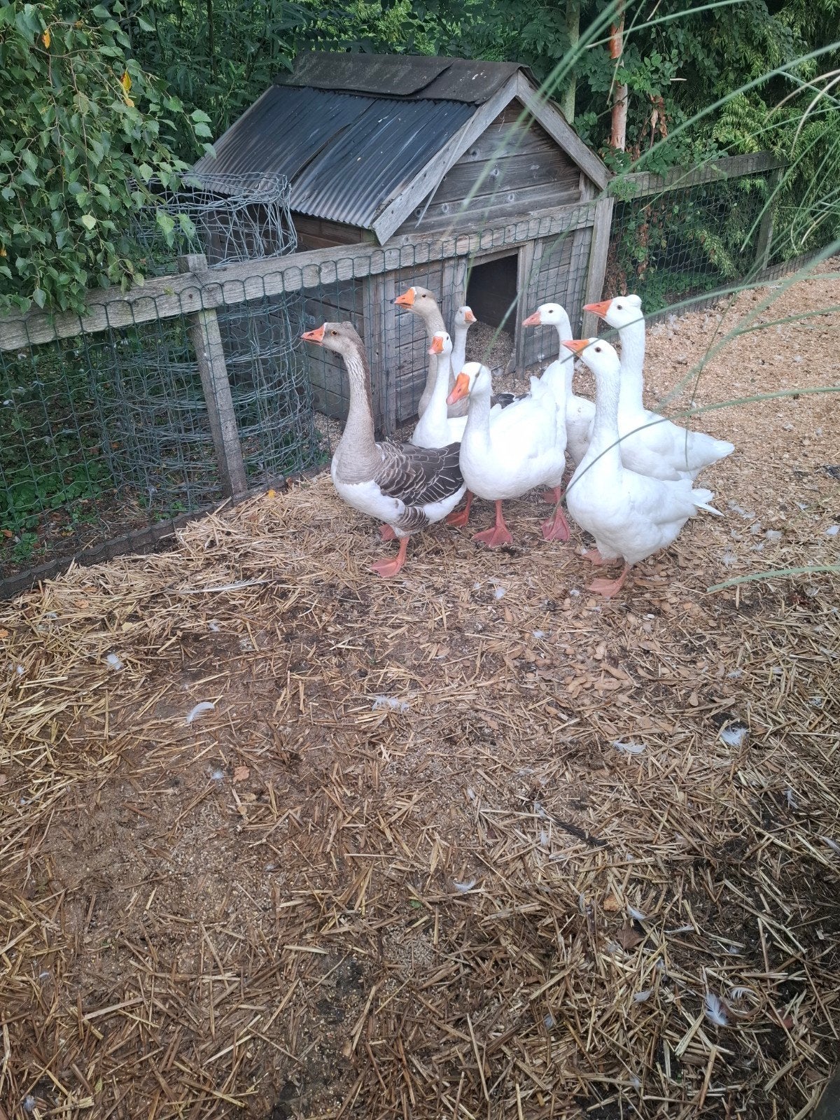 witte ganzen, Dieren en Toebehoren, Pluimvee, Meerdere dieren, Gans of Zwaan