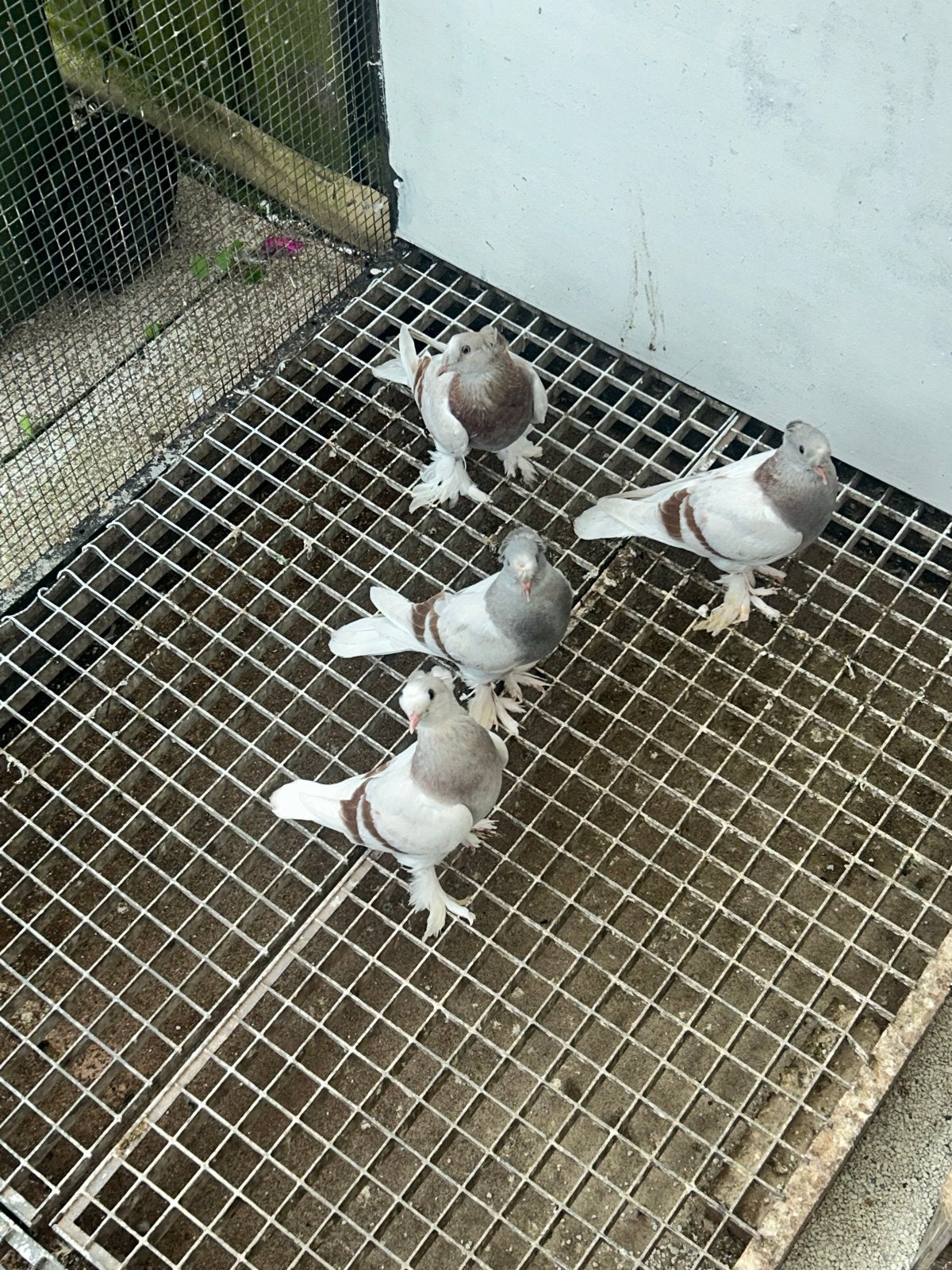 Takla kostum en spelen. Duiven, Dieren en Toebehoren, Mannelijk