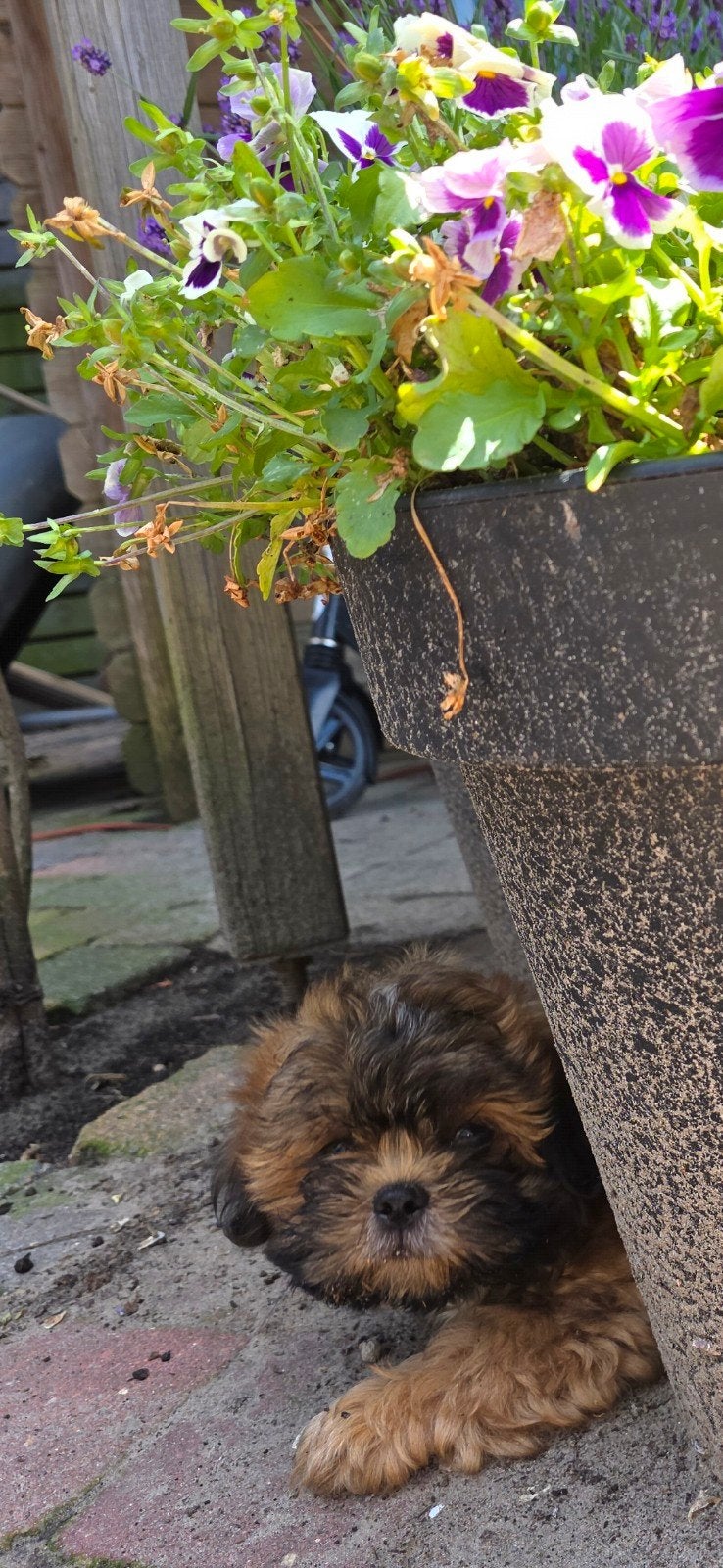 Boomer pups 2x reutje shih tzu x boomer, Parvo, 8 tot 15 weken, Meerdere, Nederland