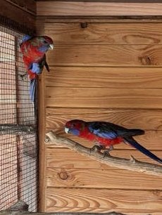Koppel pennant rosella, Dieren en Toebehoren, Vogels | Parkieten en Papegaaien, Meerdere dieren, Parkiet, Geringd