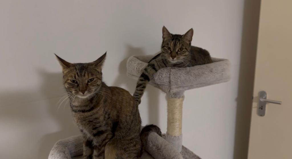 2 hele lieve poesjes zoeken nieuw baasje., Poes