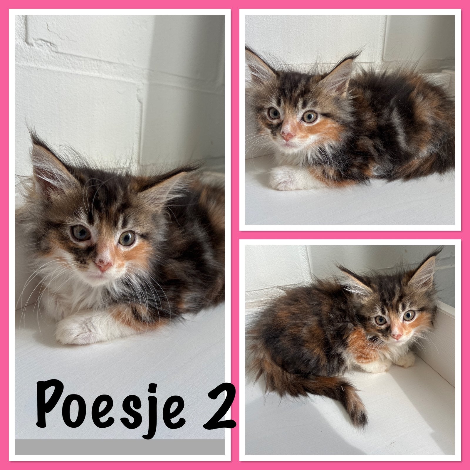 Maine coon/ maincoon kittens, Meerdere dieren, Ontwormd, 0 tot 2 jaar