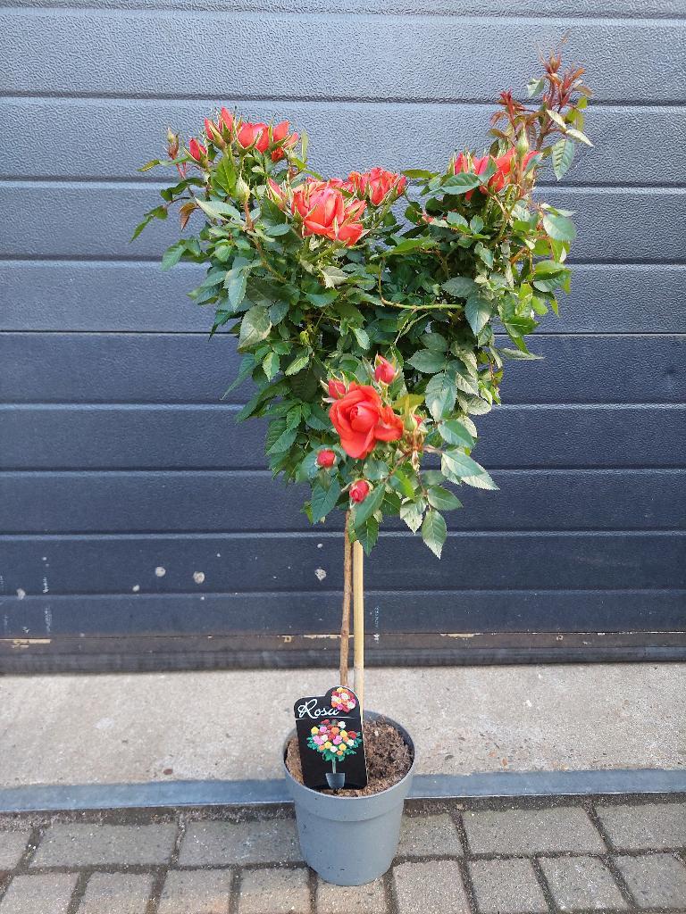 Rosa (op stam) - Oranje/Rood Rozenboompje H: 90 cm., Volle zon, Vaste plant, Zomer, Ophalen