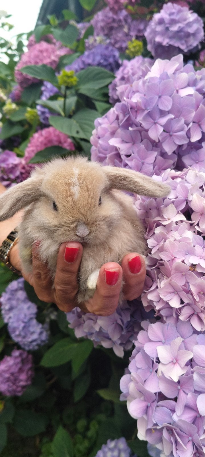 Minilob Konijntjes, Dieren en Toebehoren, Konijnen, Meerdere dieren