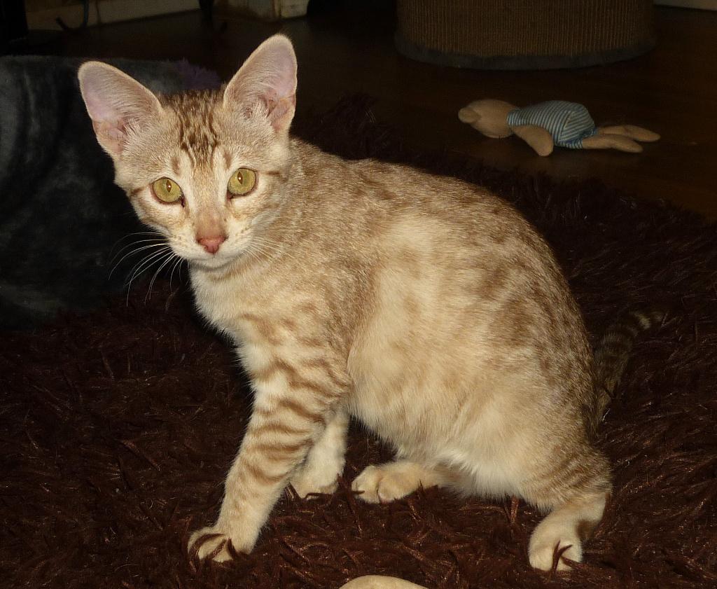 SBT Savannah Kittens, Meerdere dieren, Met stamboom, 0 tot 2 jaar