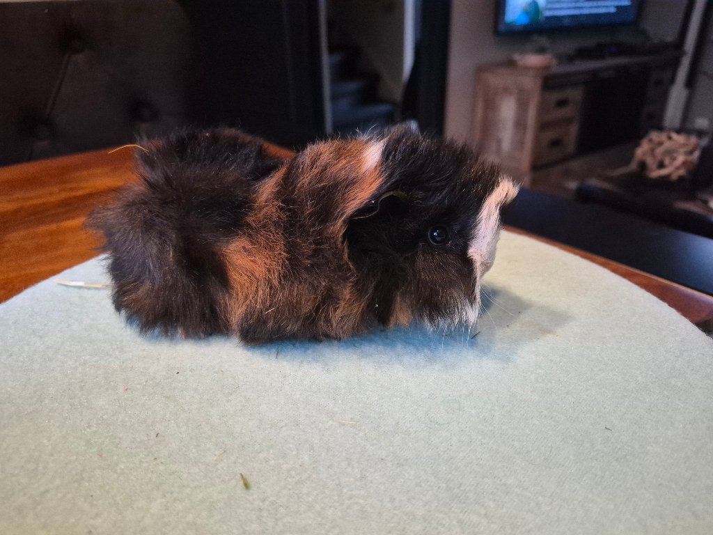 Cavia baby zachte langhaar peruviaan broertjes🩵, Dieren en Toebehoren, Cavia, Mannelijk, Tam, September