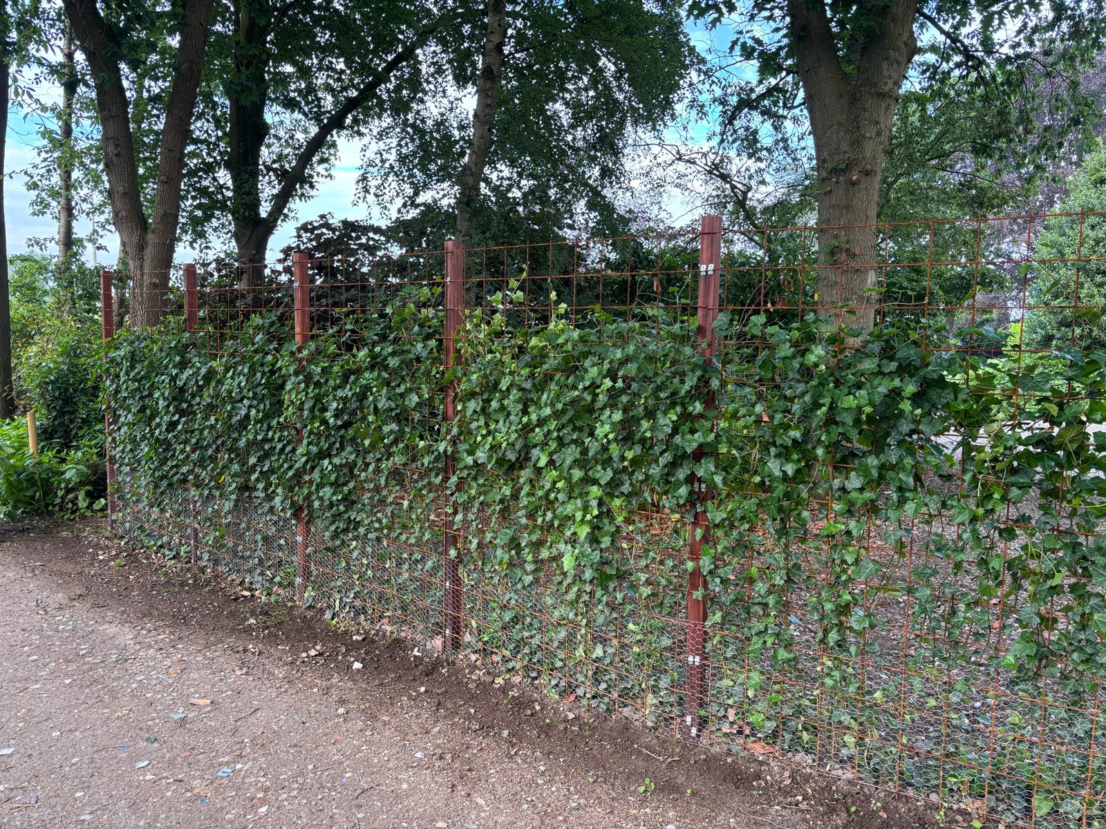 5,5 meter Hedera Haag - Groene Klimophaag, Ophalen, Vaste plant, Bloeit niet, Halfschaduw