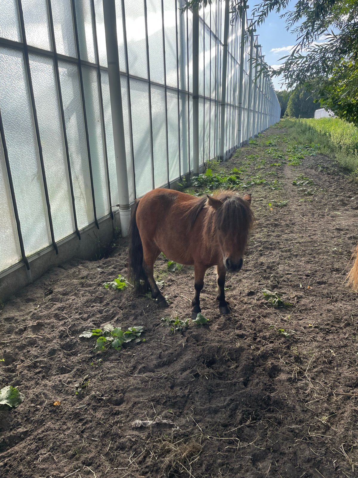 Shetlanders, Dieren en Toebehoren, Pony's, Merrie, A pony (tot 1.17m), 3 tot 6 jaar, Gechipt