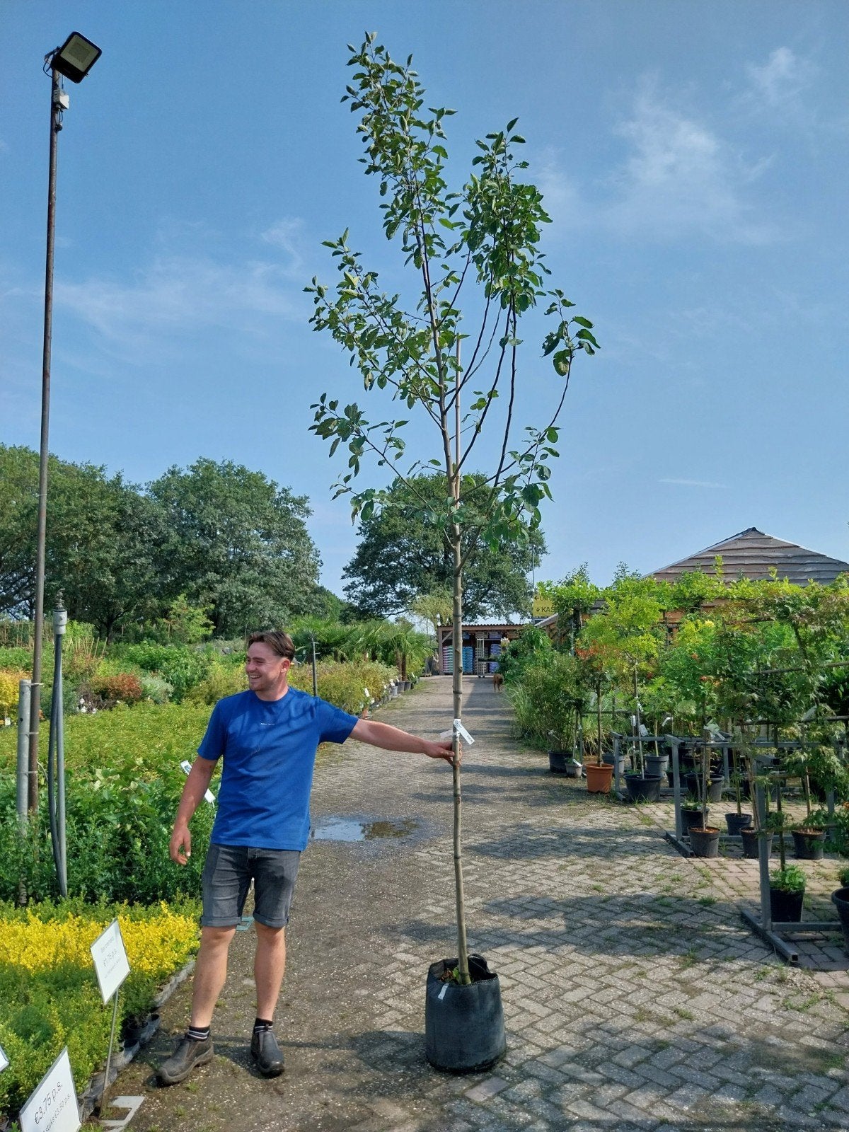 Hoogstam Fruitbomen: Appels, Peren, Pruimen & Kersen, Ophalen, Lente, Volle zon, In pot