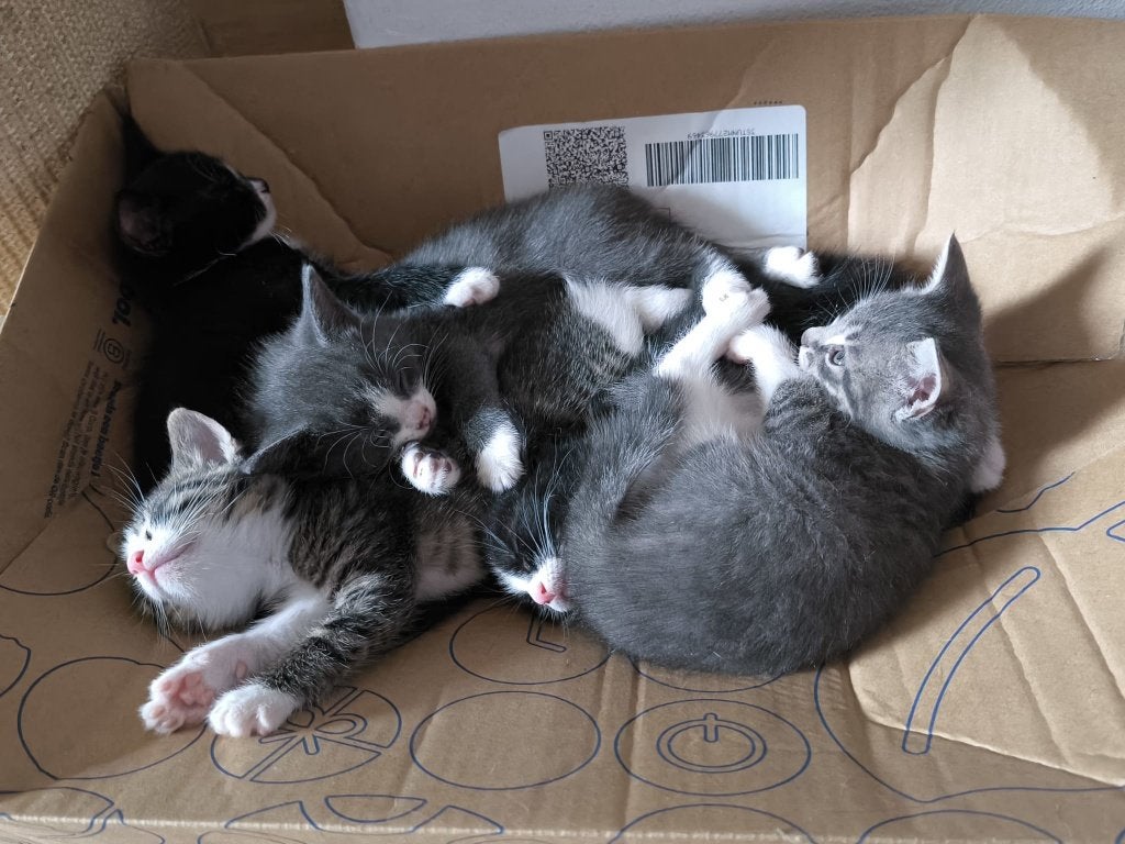 Lieve kittens zoeken gouden huisje, Dieren en Toebehoren, Meerdere dieren, Kortharig, 0 tot 2 jaar