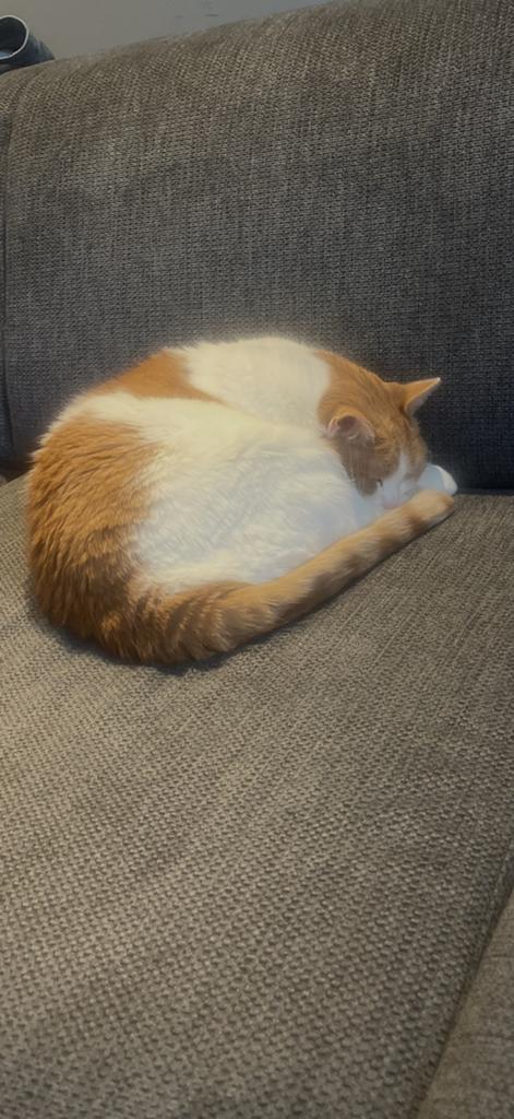 Europese korthaar poes zoekt een nieuw huisje, Dieren en Toebehoren, Katten en Kittens | Overige Katten, Poes, Kortharig, 3 tot 5 jaar