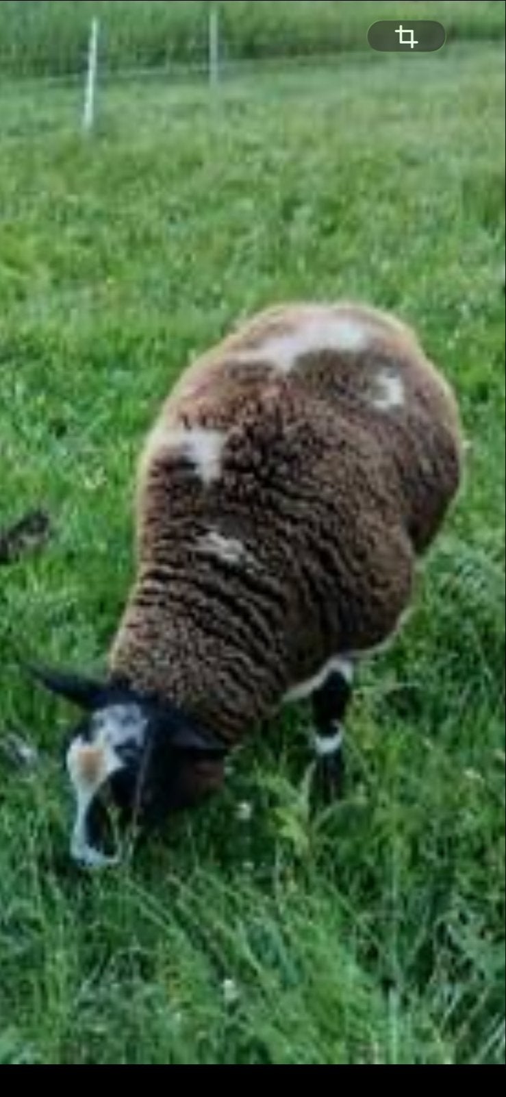 Te koop; texelaar/swifter ram en ooi lammeren, Dieren en Toebehoren, Schapen, Geiten en Varkens, Meerdere dieren, Schaap