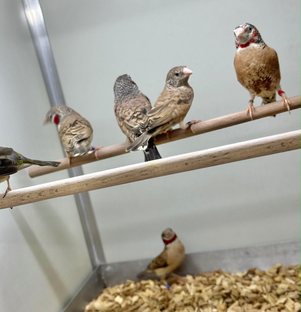 Bandvinken koppels, Dieren en Toebehoren, Meerdere dieren