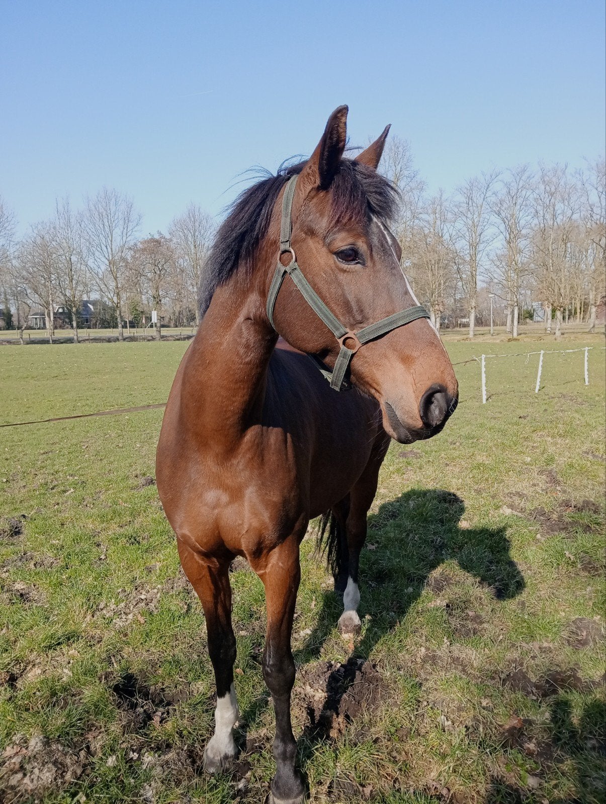 Lieve merrie paard, Merrie, 11 jaar of ouder