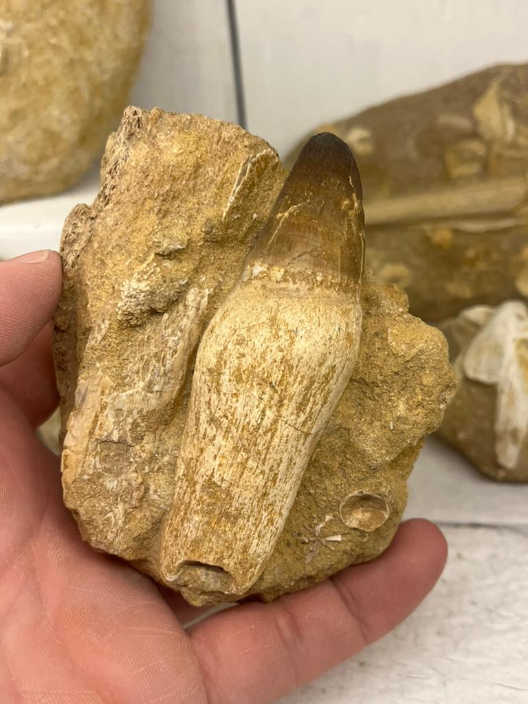 Mosasaurus prognathodon curri tand, Verzamelen, Mineralen en Fossielen, Ophalen of Verzenden, Fossiel