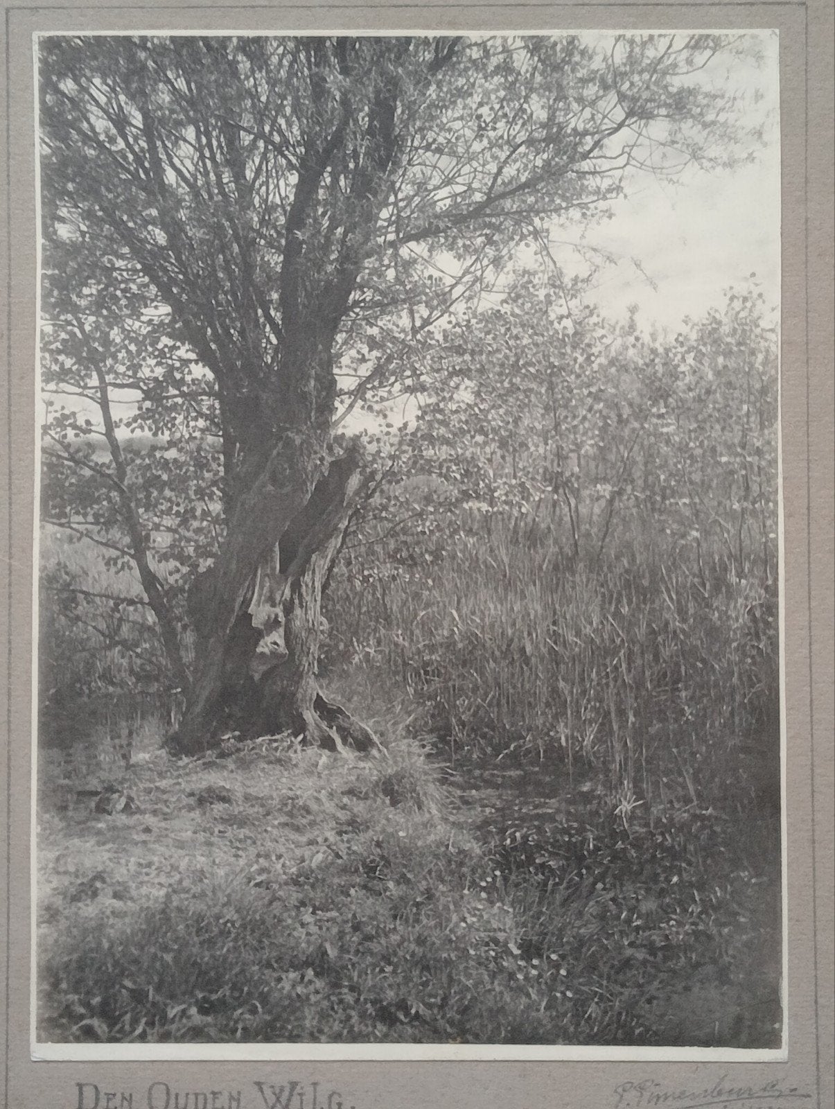 Piet Pijnenburg De Oude Wilg 1929, Ophalen of Verzenden