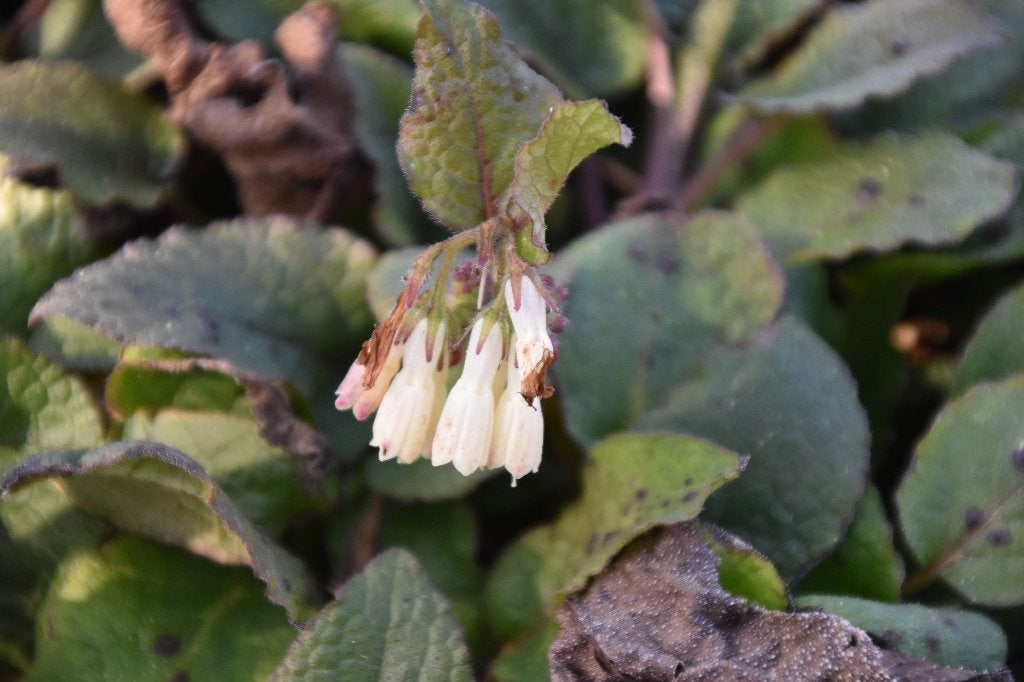 Witte smeerwortel, Ophalen, Bodembedekkers, Vaste plant, Halfschaduw