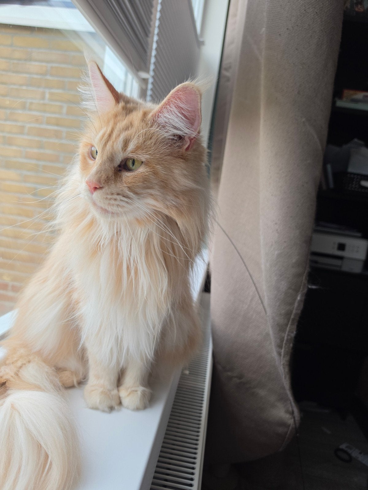 maine coons voor herplaatsing, Poes, Langharig, 3 tot 5 jaar