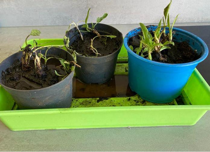 Mierikswortel planten - Vers en klaar om te groeien!, Ophalen, Volle zon, Vaste plant, Kruiden