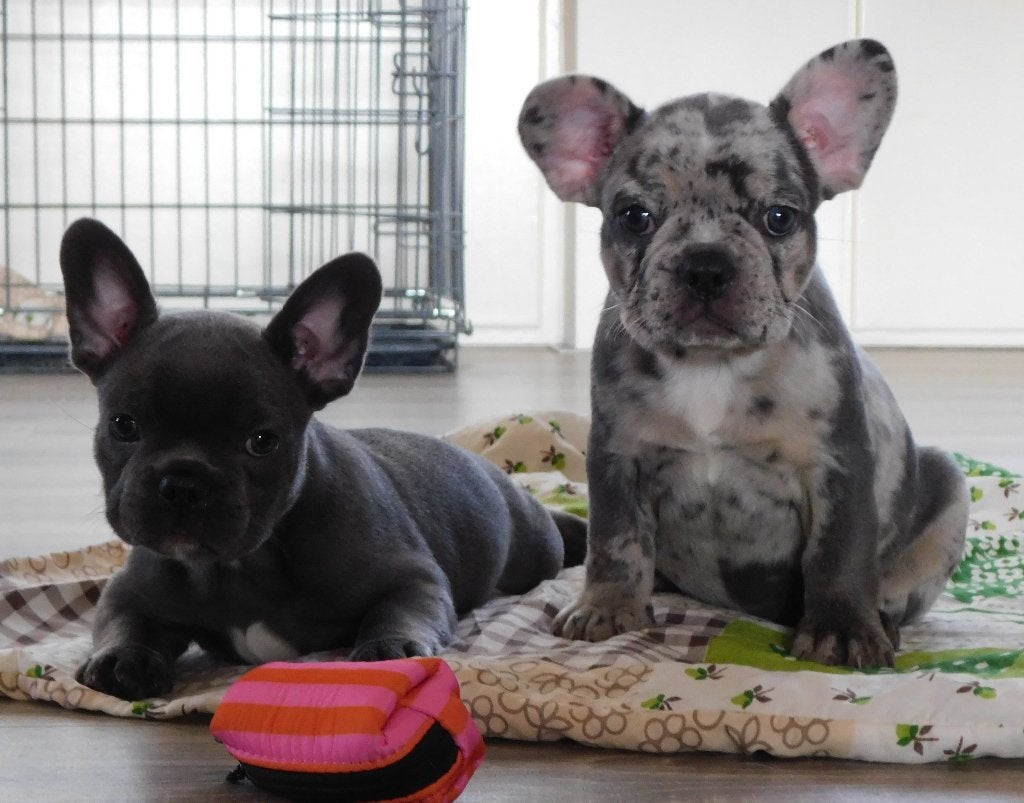 Franse Bulldog puppy's, Teef, Bulldog, Meerdere, Nederland