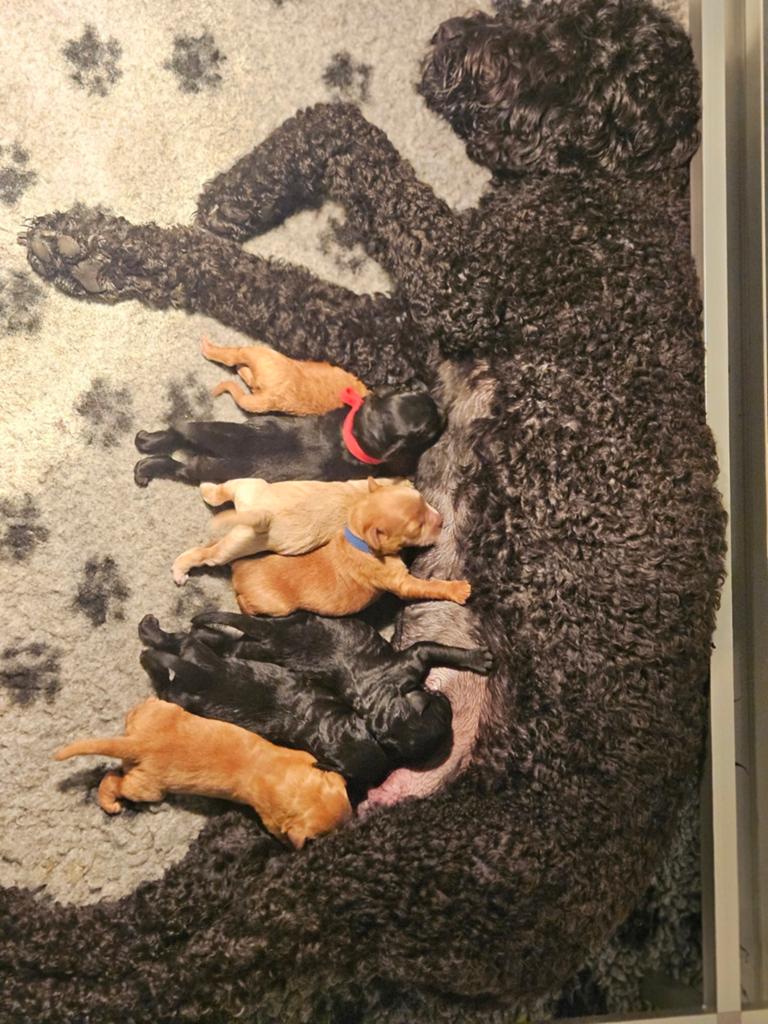 nestje medium labradoodle pups, 8 tot 15 weken, Meerdere, Meerdere dieren, Middel