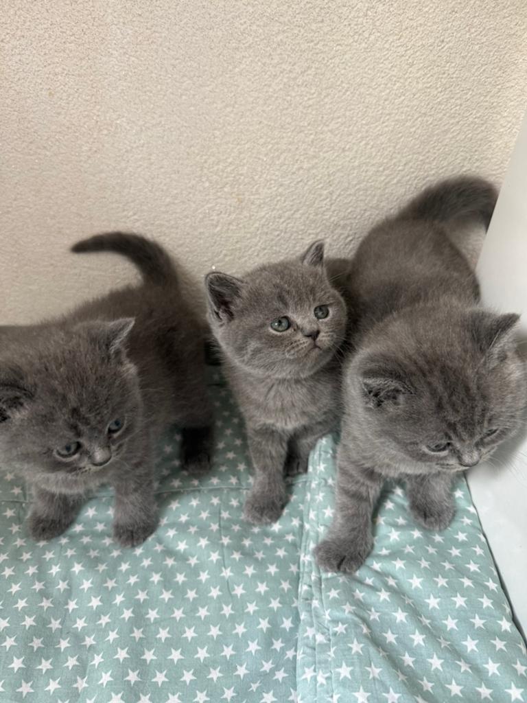 Britse Korthaar blauw / grijze kittens - Poes & Kater, Dieren en Toebehoren, Meerdere dieren, Ontwormd, 0 tot 2 jaar