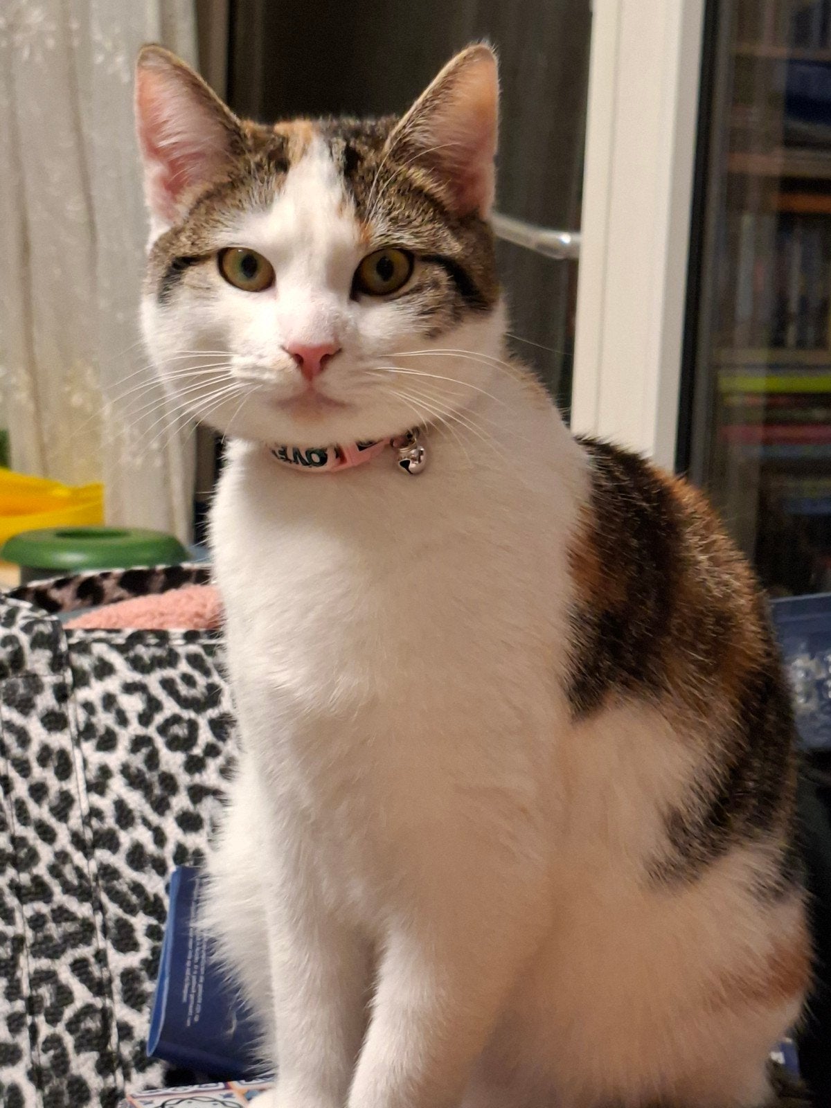 liefdevol forever huis gezocht voor Nala, Poes, Kortharig, 0 tot 2 jaar