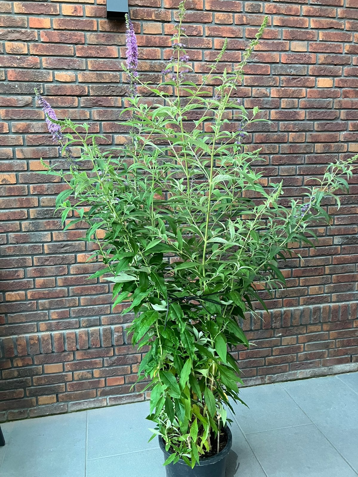Vlinderstruik, Ophalen, Vlinderstruik, 100 tot 250 cm