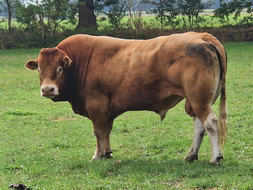 Mooie limousin dekstier, Dieren en Toebehoren, Mannelijk