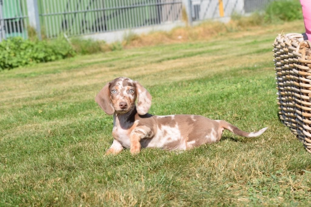 Teckel pups diverste kleuren, België, 8 tot 15 weken, Korthaar, Dwerg