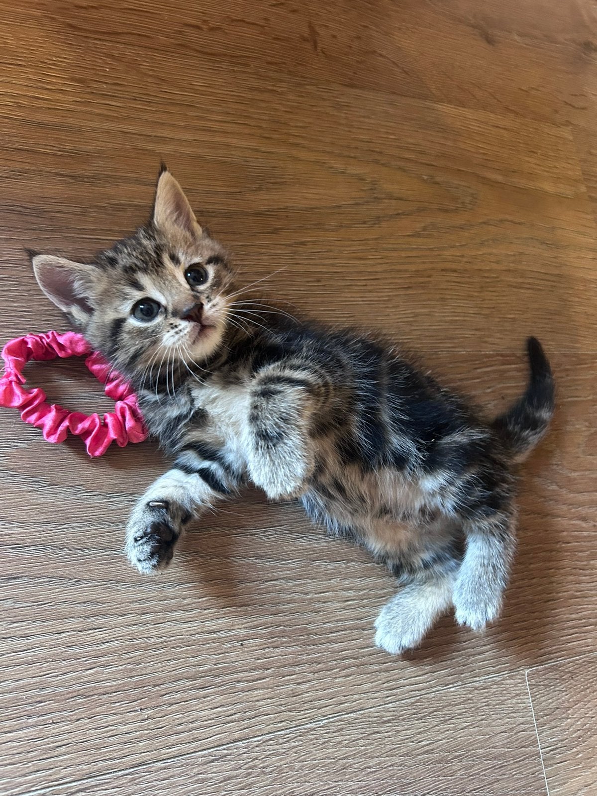 Maine Coon / Europese Korthaar kittens, Dieren en Toebehoren, Katten en Kittens | Overige Katten, Meerdere dieren
