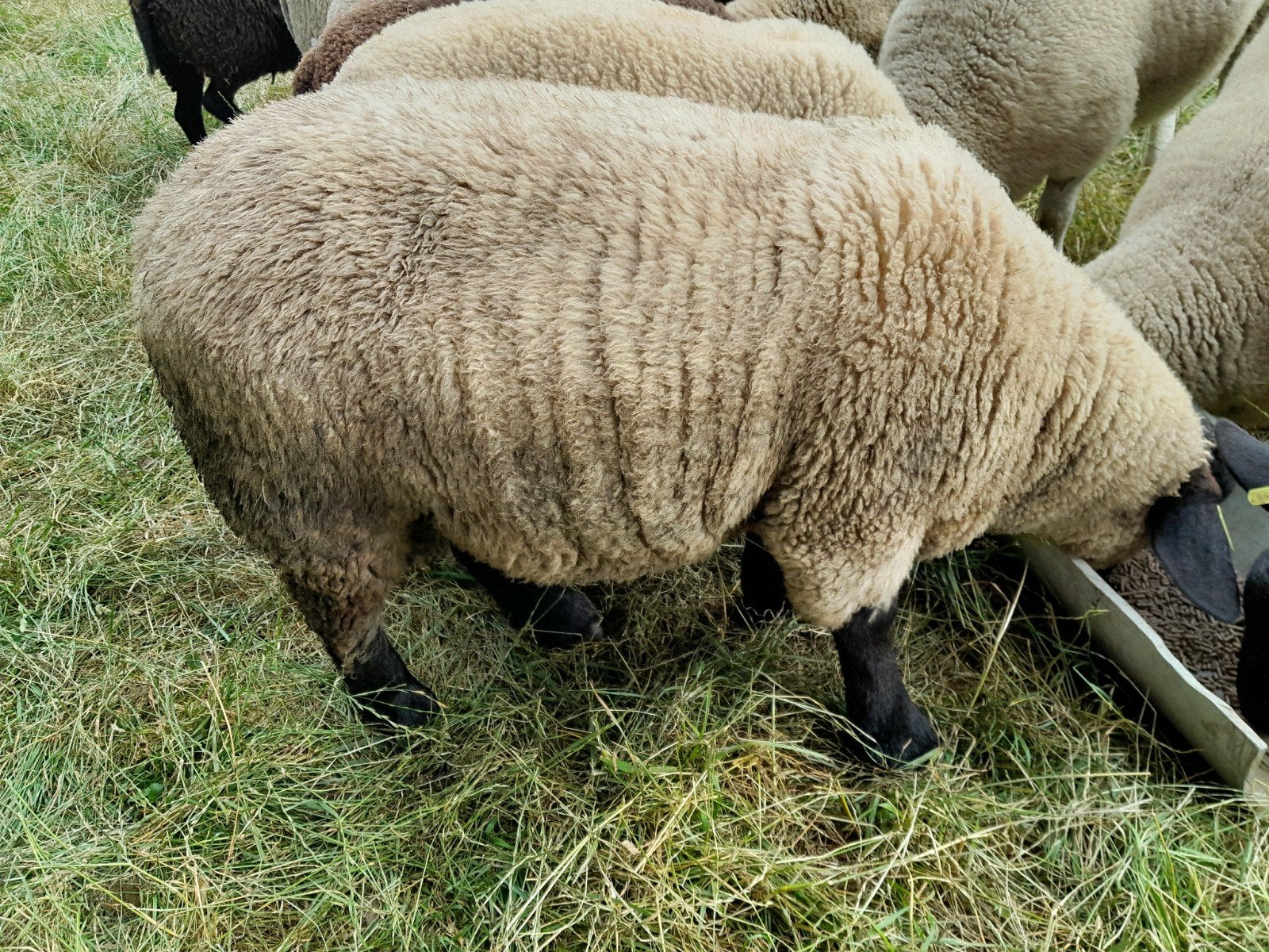 Suffolk dekrammen, Mannelijk, Geit