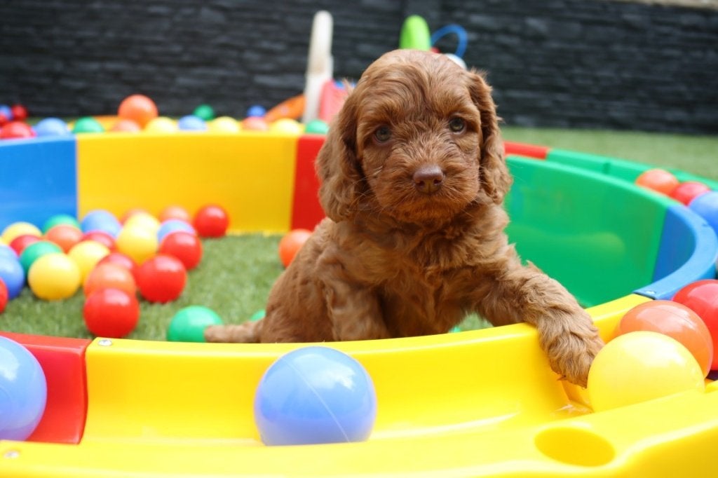 Mini/Medium Australian labradoodle pups, Dieren en Toebehoren, Honden | Retrievers, Spaniëls en Waterhonden, Parvo, Nederland
