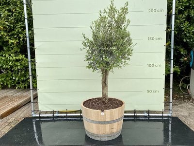 Olijfboom - in half wijnvat - stamomvang 20-40 cm, Tuin en Terras, Planten | Bomen, Ophalen of Verzenden, 100 tot 250 cm, Olijfboom