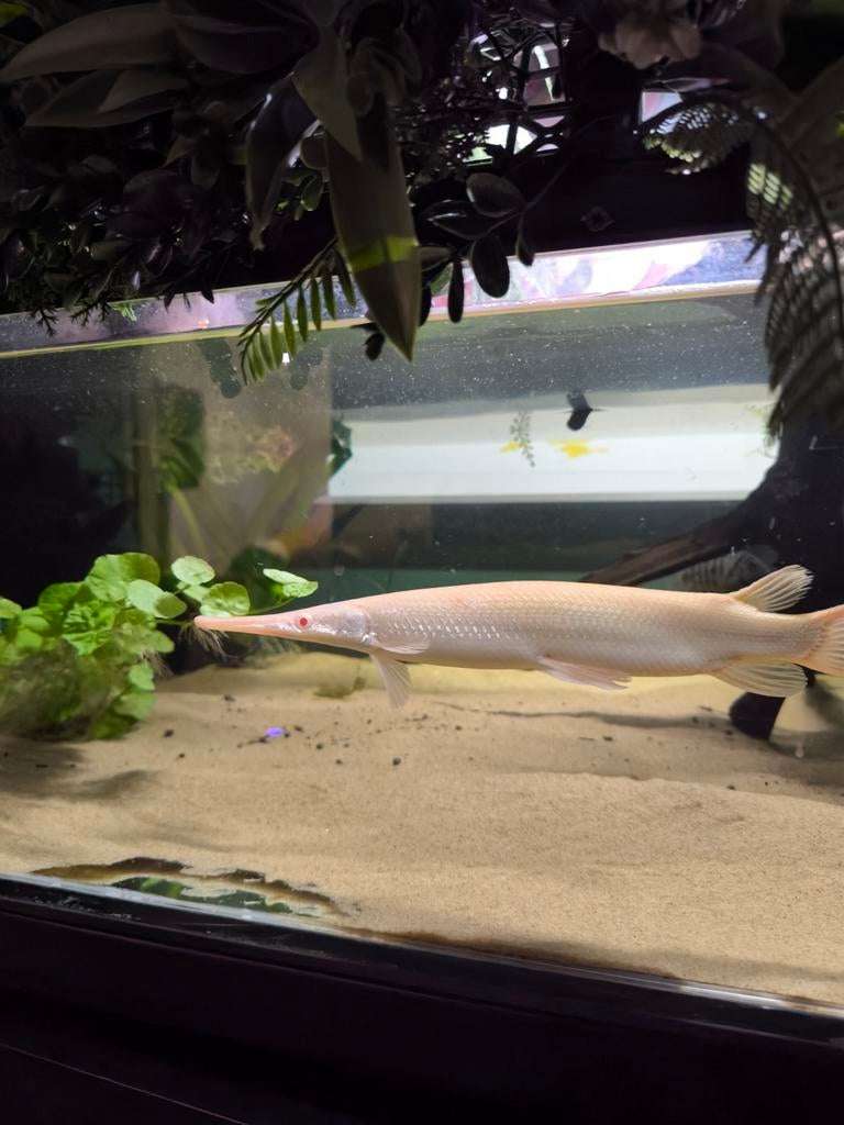 Albino gar, Dieren en Toebehoren, Vis, Zoetwatervis