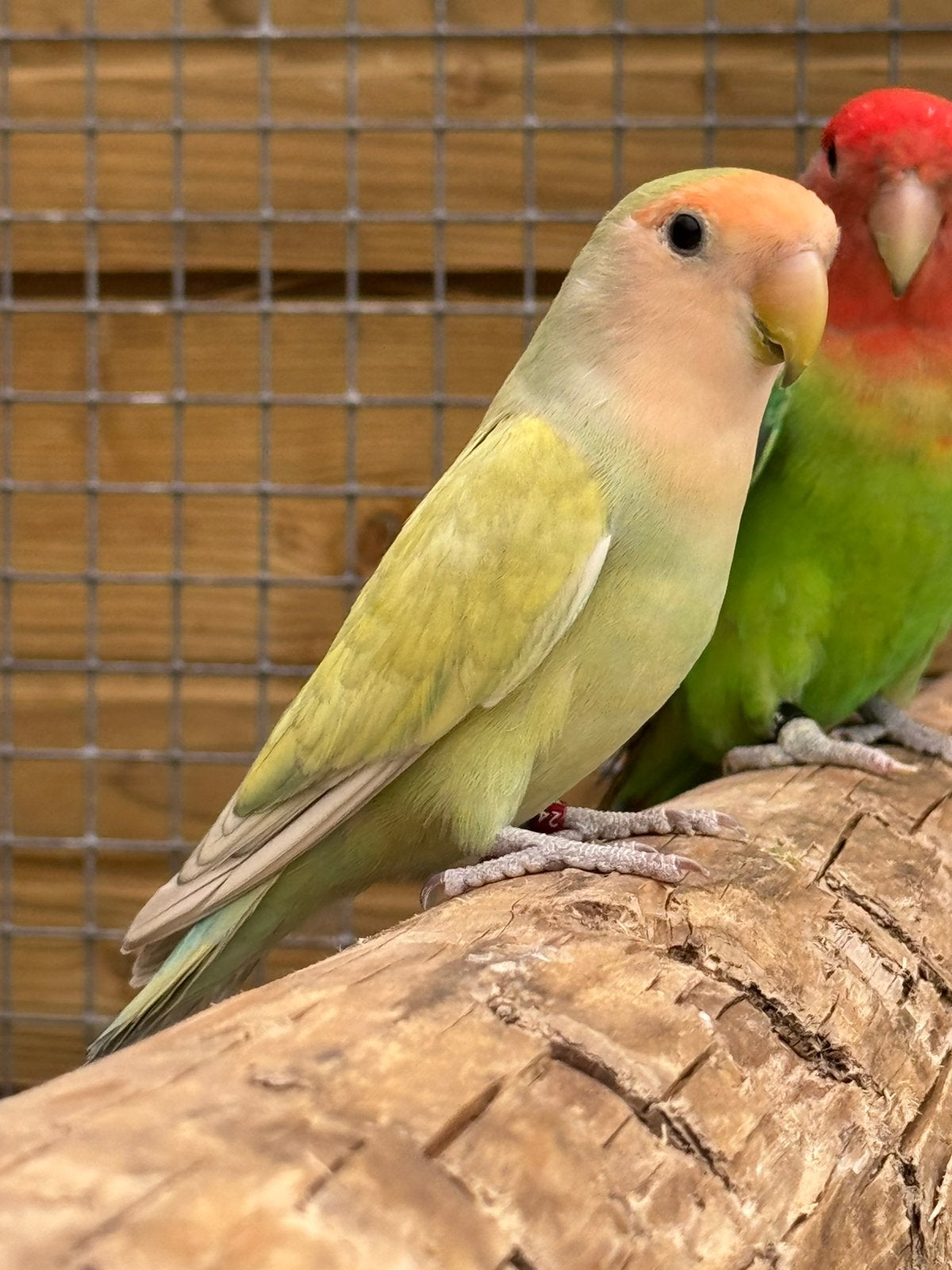 2 Agapornis roseicollie dwergpapegaai dna certificaat, Meerdere dieren, Papegaai