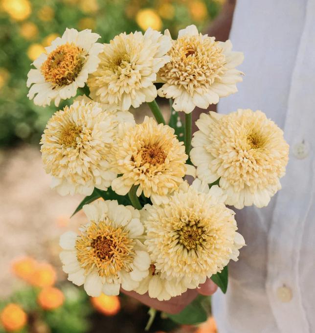 Zinnia plantjes 'Cresto Cream' - nog 1 potje, Tuin en Terras, Planten | Tuinplanten, Ophalen, Eenjarig, Groenteplanten, Volle zon