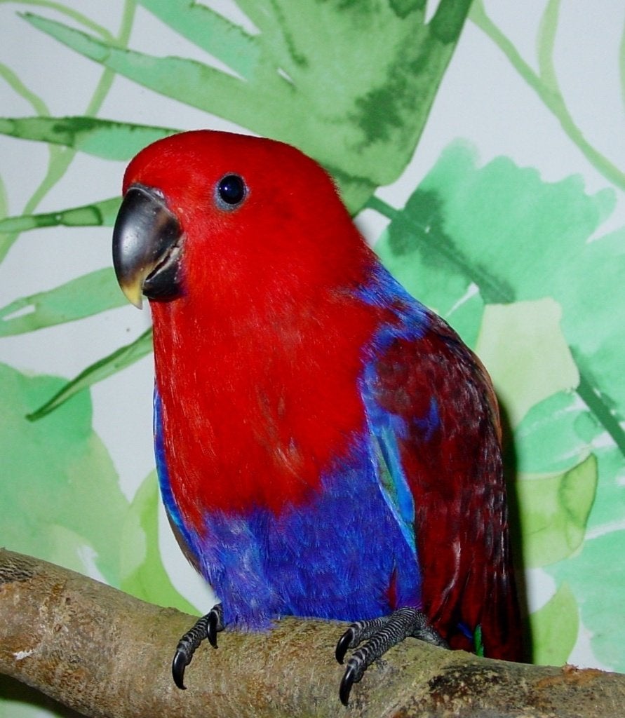 Handtam en handgevoerde NG edel papegaaien, Dieren en Toebehoren, Meerdere dieren, Papegaai, Pratend