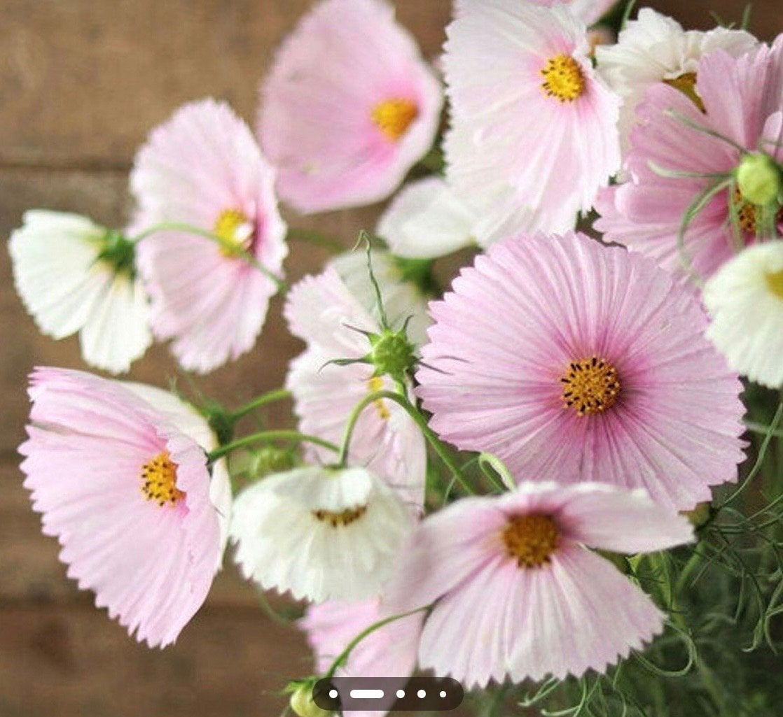 Biologische Gemengde Cosmea Zaden - Kleurrijke Bloemenpracht, Overige soorten, Volle zon, Eenjarig, Ophalen of Verzenden