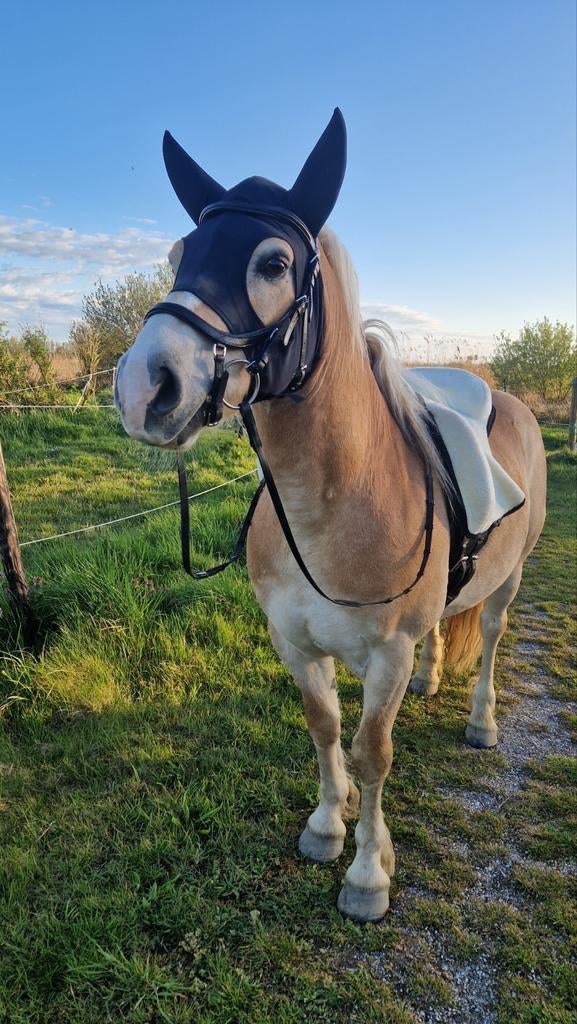 SUPER lieve (getraumatiseerde) haflinger ruin 6 jaar, Ruin