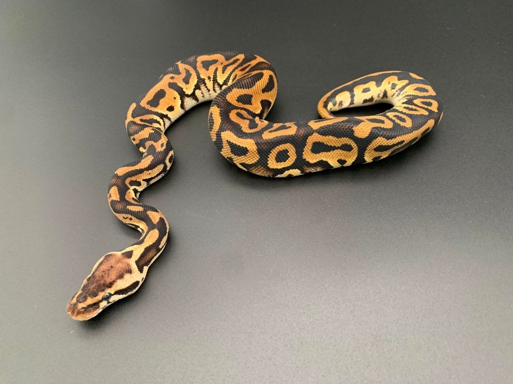 1.0 leopard pastel 66% DH genetic stripe/clown python regius Ball Python photo 2