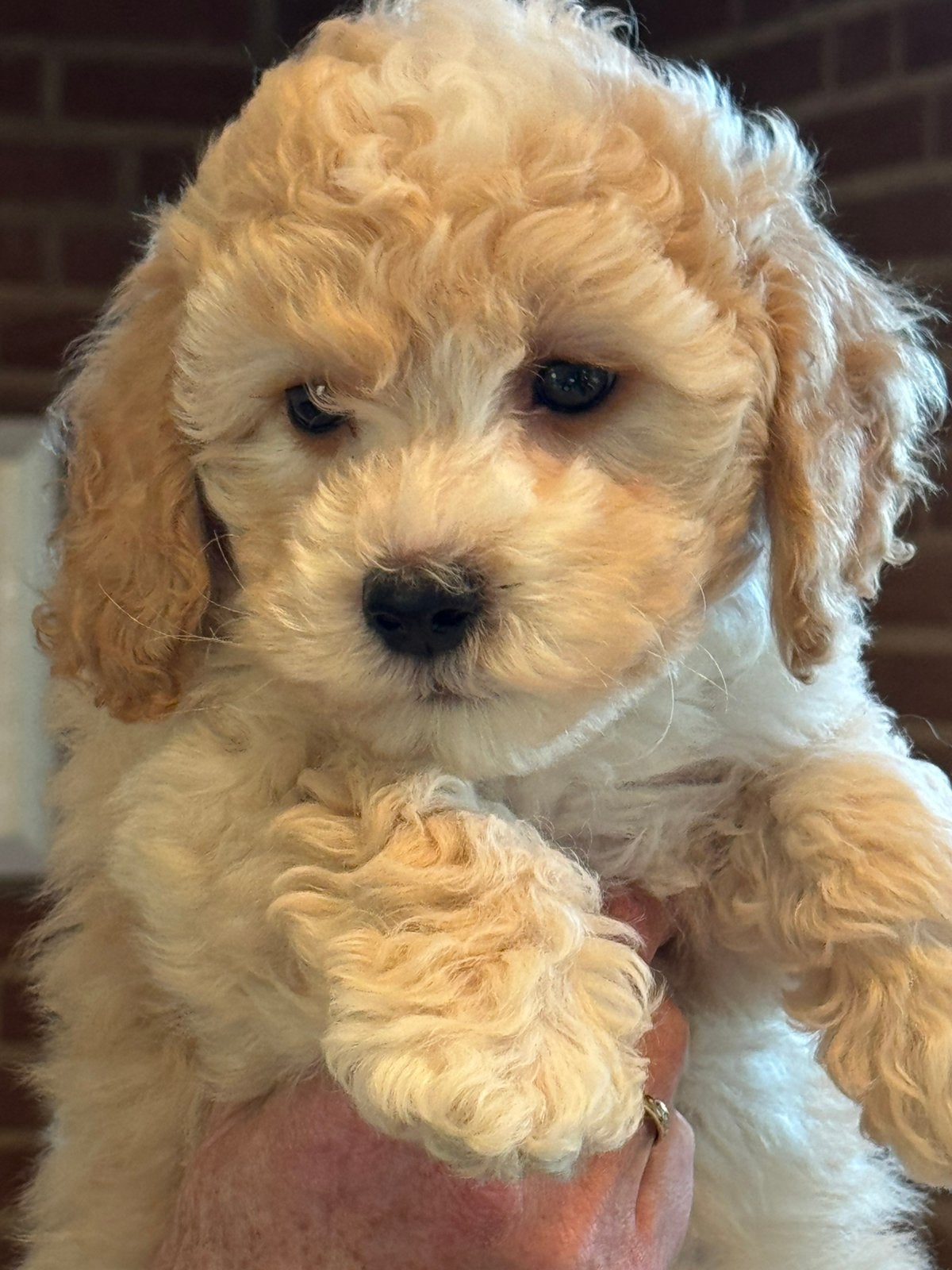 Klein type Maltipoo in diverse kleuren abricot en crème., Poedel, Parvo, Nederland, 8 tot 15 weken
