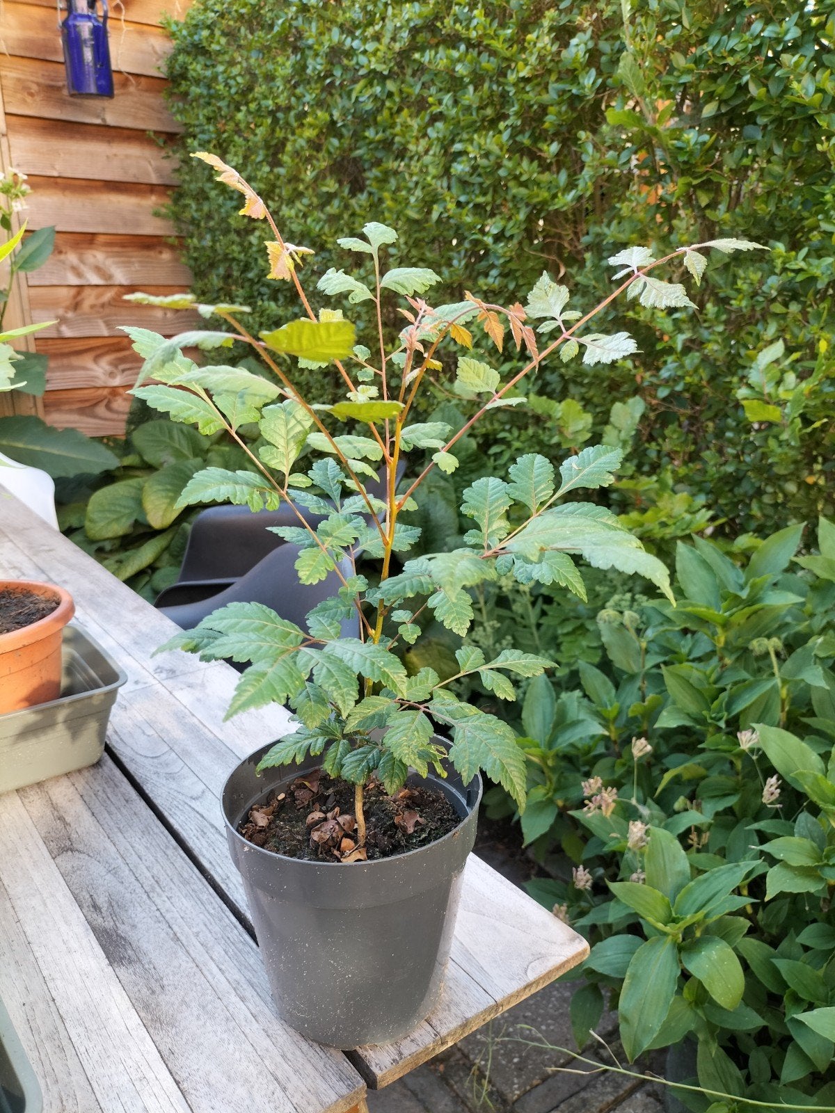 Gele zeepboom koelreuteria paniculata, Tuin en Terras, Planten | Bomen, Ophalen, Volle zon, Overige soorten, Minder dan 100 cm