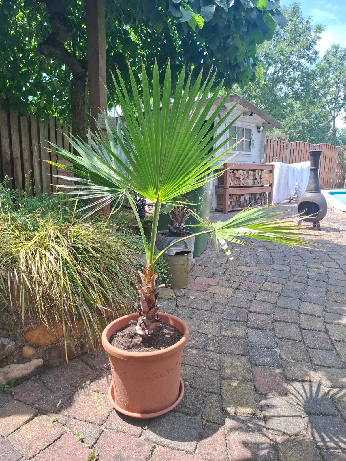 Palmboom, 100 tot 250 cm, Zomer, Palmboom, Ophalen