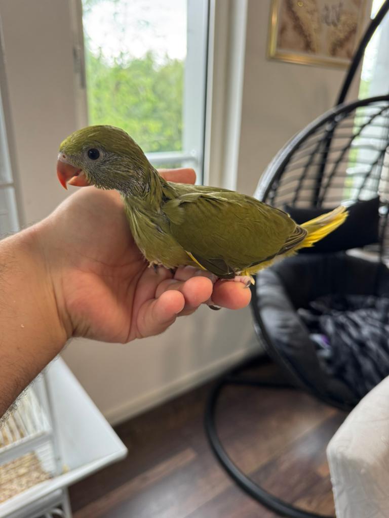 Super tamme baby halsbandparkieten ( diverse kleuren )., Dieren en Toebehoren, Vogels | Parkieten en Papegaaien, Geslacht onbekend