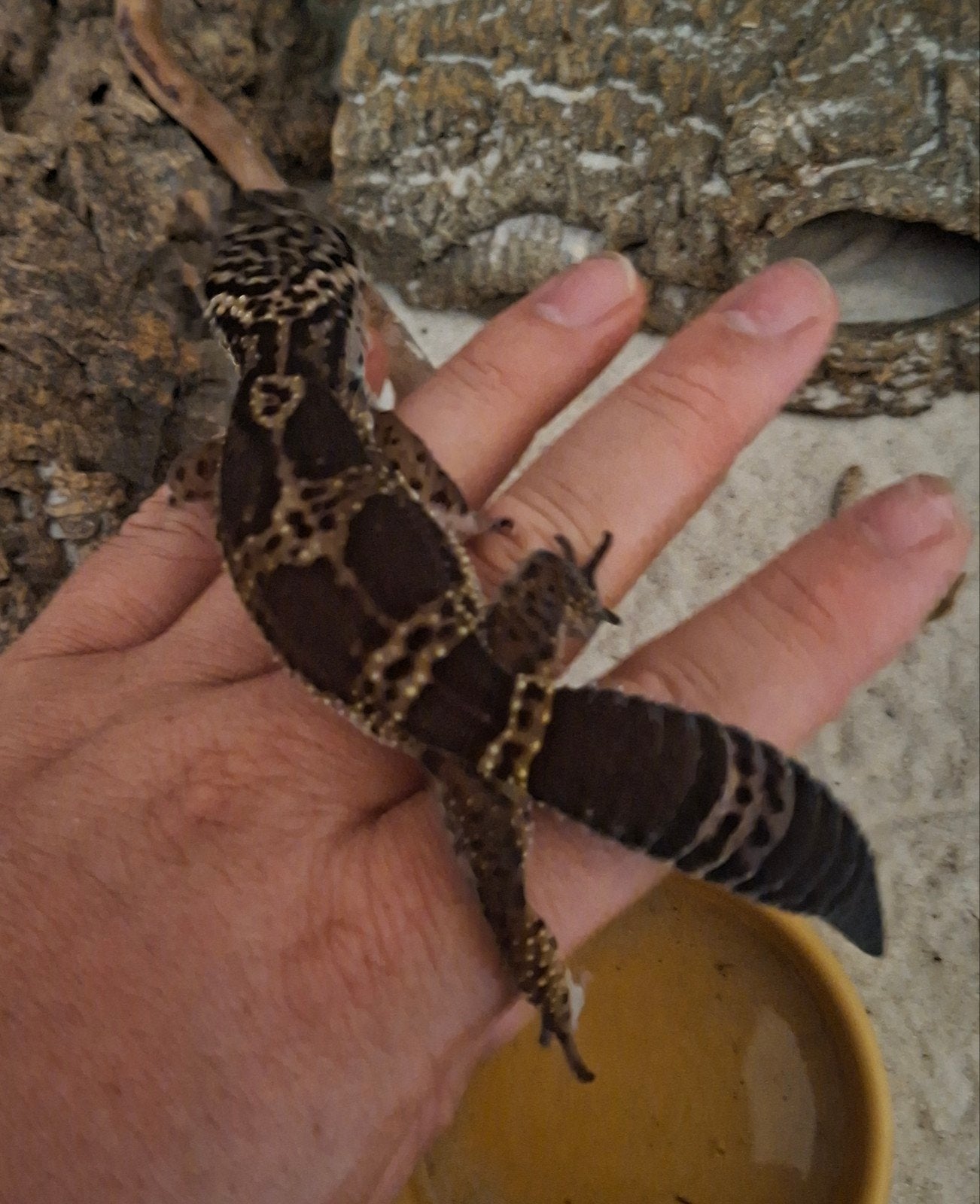 Adult koppel Black Night luipaardgekko, Dieren en Toebehoren, Hagedis, 0 tot 2 jaar
