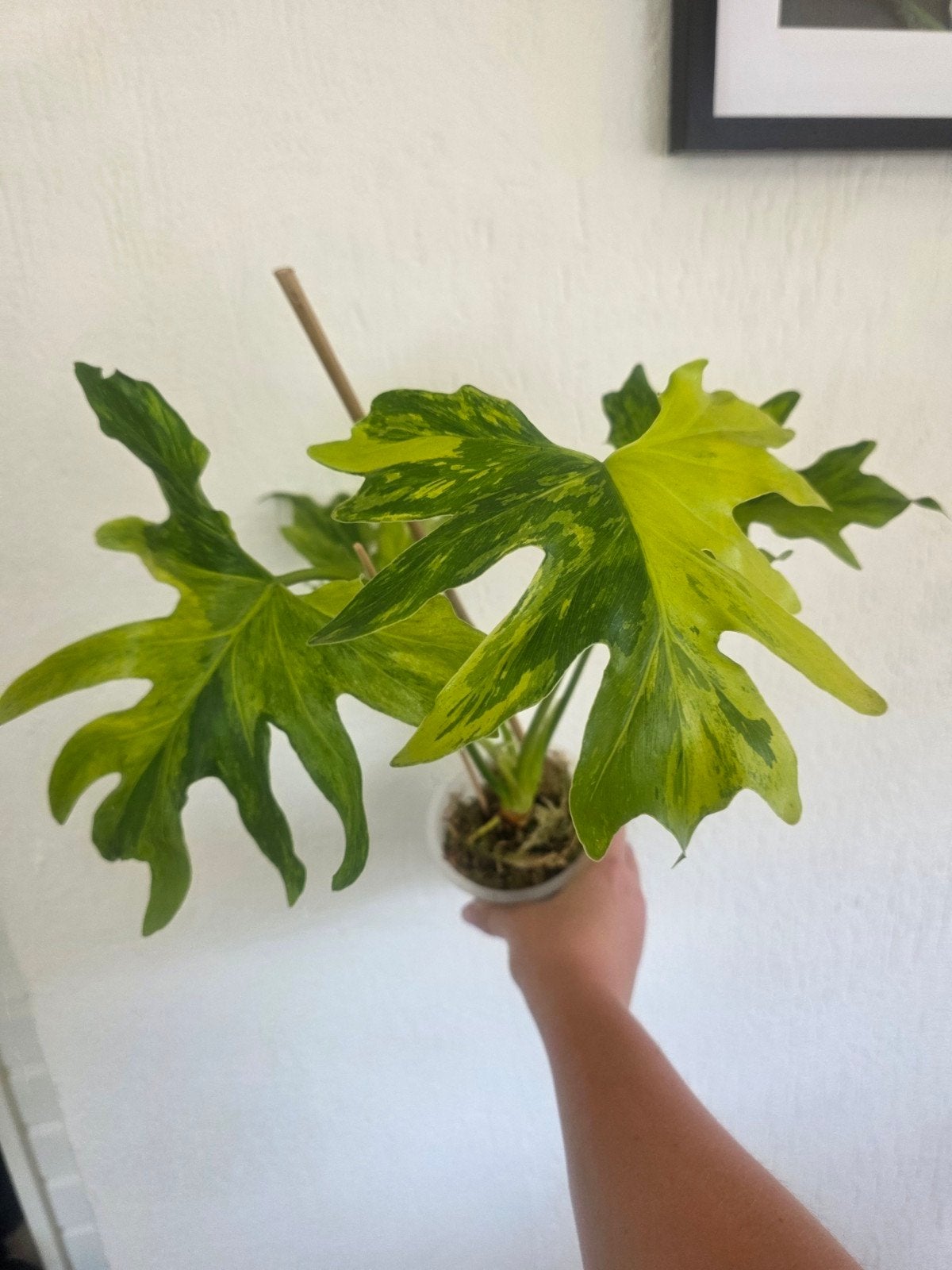 Thaumatophyllum Bipinnatifidum Variegata, Huis en Inrichting, Kamerplanten, Ophalen of Verzenden, Halfschaduw, Minder dan 100 cm