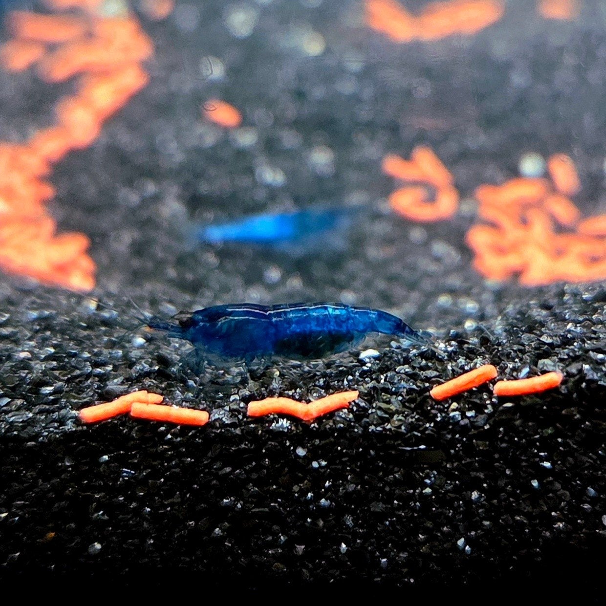 Blauwe garnalen | Aquaria, Ophalen, Nieuw