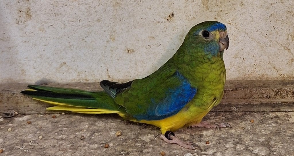 Turquoisine, Dieren en Toebehoren, Vrouwelijk, Parkiet, Geringd