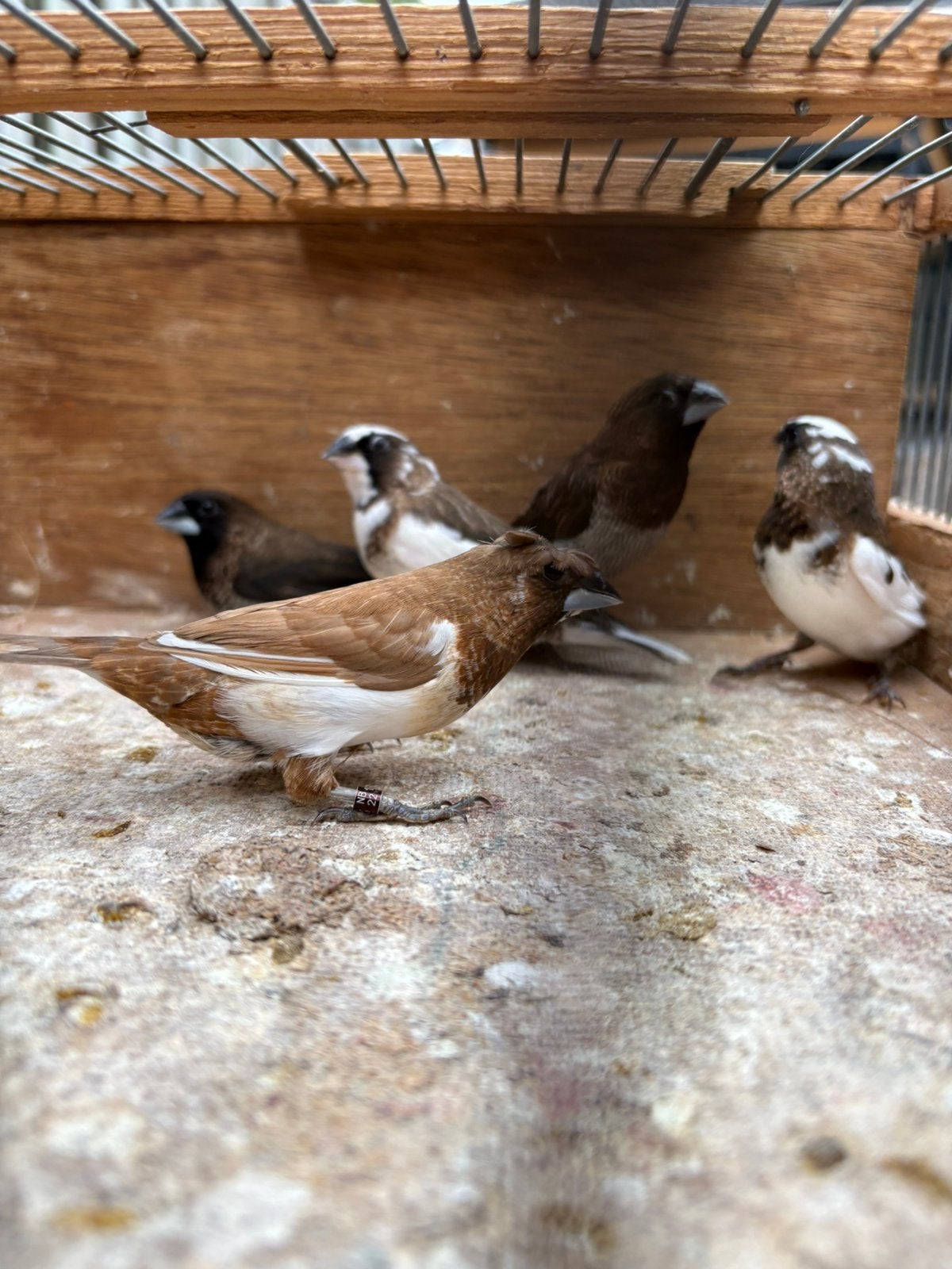 6 japanse meeuwtjes allerlei soorten, Dieren en Toebehoren, Vogels | Overige Vogels, Meerdere dieren